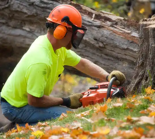 tree services Averill Park